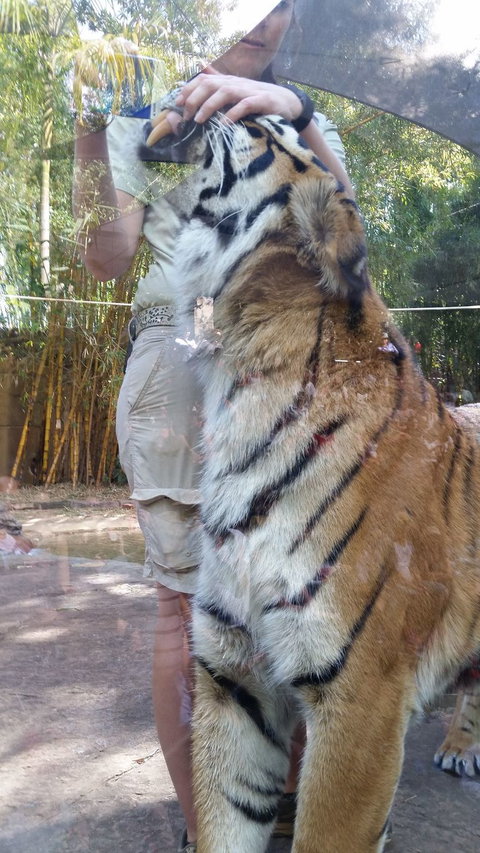 Croc Express To Australia Zoo From Brisbane - Surfers Paradise Gold Coast 4