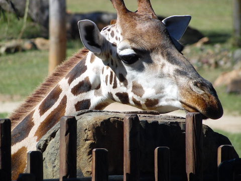 Croc Express To Australia Zoo From Brisbane - Surfers Paradise Gold Coast 2