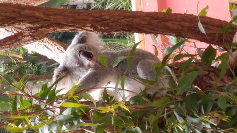 Croc Express To Australia Zoo From Brisbane - Surfers Paradise Gold Coast 3