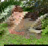 Croc Express to Australia Zoo from Brisbane - Surfers Paradise Gold Coast