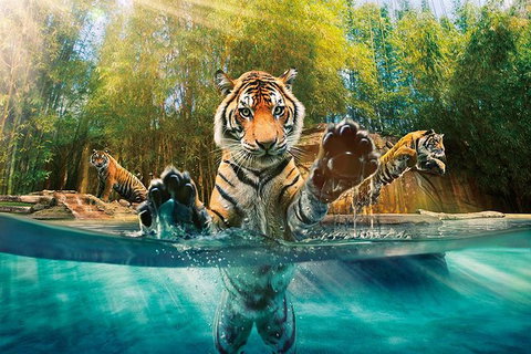 Croc Express To Australia Zoo From Brisbane - Surfers Paradise Gold Coast 11