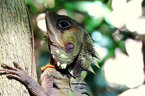 Daintree Rainforest, Cape Tribulation, Mossman Gorge In A Day - Surfers Paradise Gold Coast 8