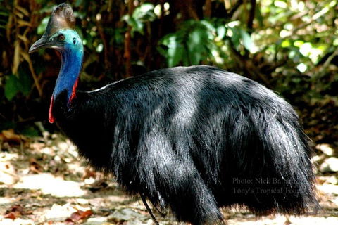 Daintree Rainforest, Cape Tribulation, Mossman Gorge In A Day - Surfers Paradise Gold Coast 3