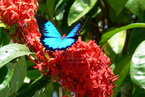 Daintree Rainforest, Cape Tribulation, Mossman Gorge In A Day - Surfers Paradise Gold Coast 9