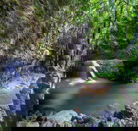 Springbrook andTamborine Rainforest Tour Incl Natural Bridge and Glow Worm Cave - Surfers Paradise Gold Coast