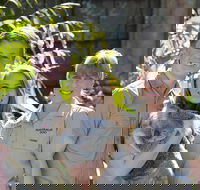 Koala Cuddle Adventure Croc 2 - Surfers Paradise Gold Coast