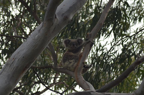 North Stradbroke Island Day Trip From Brisbane - Surfers Paradise Gold Coast 11