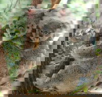 Lone Pine Koala Sanctuary Day Pass - Surfers Paradise Gold Coast