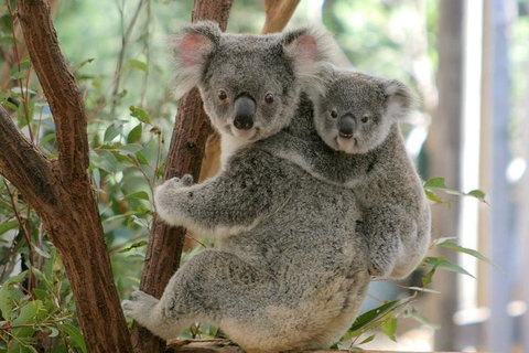 Lone Pine Koala Sanctuary Day Pass - Surfers Paradise Gold Coast 0