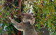 Lone Pine Koala Sanctuary Day Pass - thumb 5