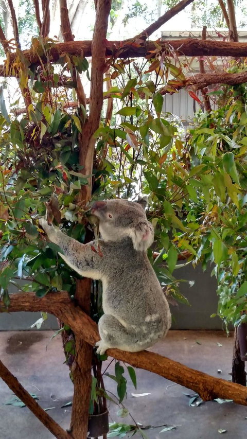 Lone Pine Koala Sanctuary Day Pass - Surfers Paradise Gold Coast 5