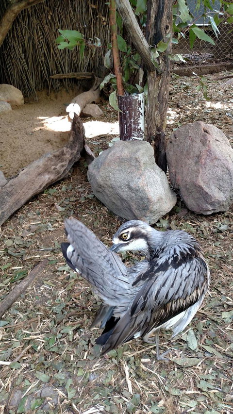 Lone Pine Koala Sanctuary Day Pass - Surfers Paradise Gold Coast 6