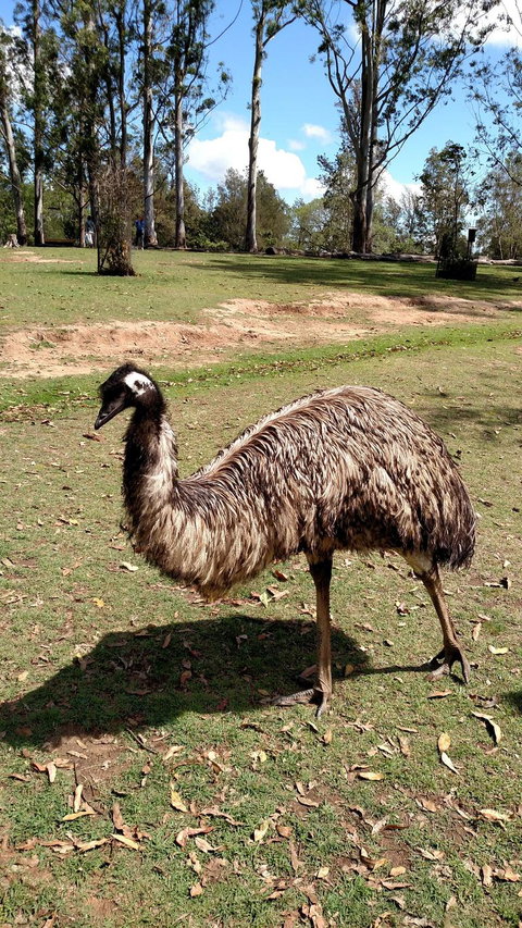 Lone Pine Koala Sanctuary Day Pass - Surfers Paradise Gold Coast 8