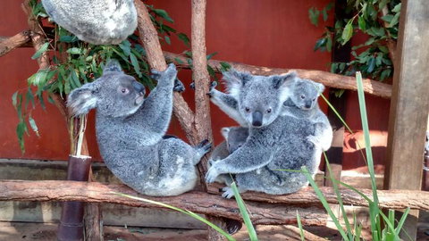Lone Pine Koala Sanctuary Day Pass - Surfers Paradise Gold Coast 3