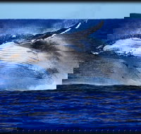 Whale Watching Cruise from Redcliffe Brisbane or the Sunshine Coast - Surfers Paradise Gold Coast