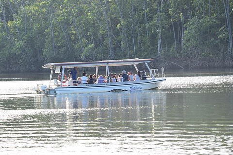 Daintree - Cape Tribulation & Atherton Tablelands Tours From Port Douglas - Surfers Paradise Gold Coast 16