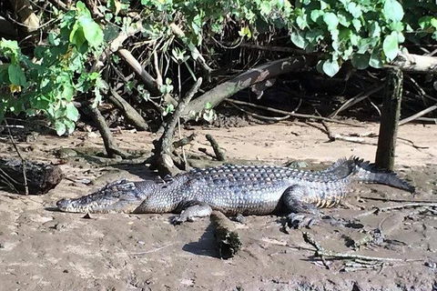 Daintree - Cape Tribulation & Atherton Tablelands Tours From Port Douglas - Surfers Paradise Gold Coast 24