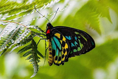 Daintree - Cape Tribulation & Atherton Tablelands Tours From Port Douglas - Surfers Paradise Gold Coast 19