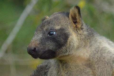 Daintree - Cape Tribulation & Atherton Tablelands Tours From Port Douglas - Surfers Paradise Gold Coast 8