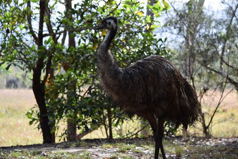 Daintree - Cape Tribulation & Atherton Tablelands Tours From Port Douglas - Surfers Paradise Gold Coast 29
