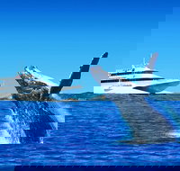 Tangalooma Island Resort Classic Whale Watching Day Cruise - Surfers Paradise Gold Coast