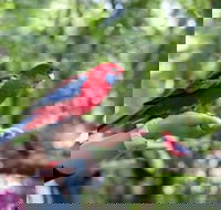 Springbrook and Tamborine Rainforest Glow Worm Tour - Surfers Paradise Gold Coast