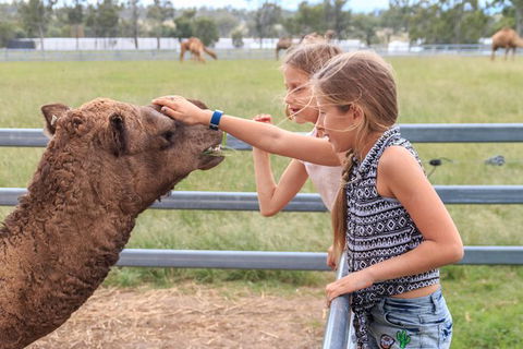 Camel Farm Deluxe Experience - Surfers Paradise Gold Coast 0