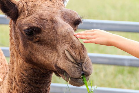 Camel Farm Deluxe Experience - Surfers Paradise Gold Coast 1