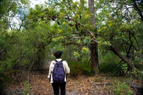Pack-free Camping: Lake McKenzie Central Hike - 2 Days - Surfers Paradise Gold Coast 1