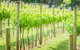 Deluxe Winery Tour To Tamborine Mountain, Includes Gourmet Two Course Lunch - thumb 1