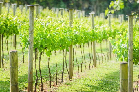 Deluxe Winery Tour To Tamborine Mountain, Includes Gourmet Two Course Lunch - Surfers Paradise Gold Coast 1