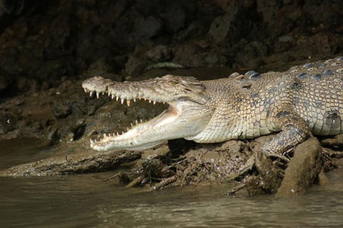 Daintree River Cruise - Surfers Paradise Gold Coast 1