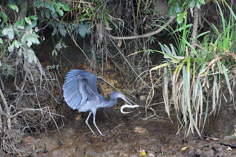 Daintree River Cruise - Surfers Paradise Gold Coast 4