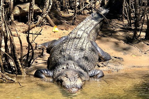 Daintree River Cruise - Surfers Paradise Gold Coast 9