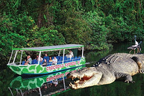 Daintree River Cruise - Surfers Paradise Gold Coast 7