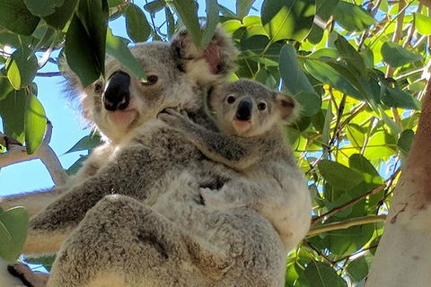 Magnetic Island Tour: Maggie Comprehensive - Surfers Paradise Gold Coast 4