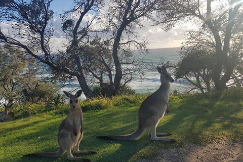 Full-Day Tour To North Stradbroke Island From Brisbane - Surfers Paradise Gold Coast 1