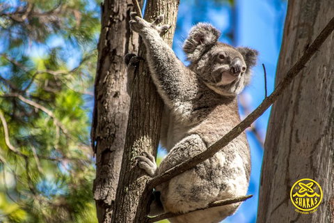Full-Day Tour To North Stradbroke Island From Brisbane - Surfers Paradise Gold Coast 8