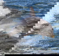 Noosa Oceanrider Scenic Dolphin Safari - Surfers Paradise Gold Coast