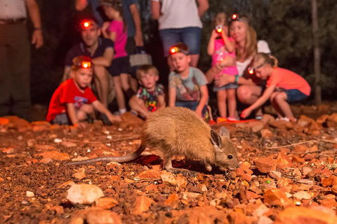 Alice Springs Desert Park Nocturnal Tour - Surfers Paradise Gold Coast 7