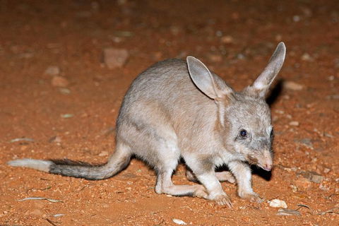 Alice Springs Desert Park Nocturnal Tour - Surfers Paradise Gold Coast 4