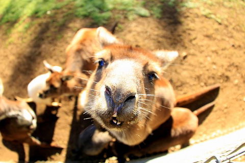 All-Inclusive Blue Mountains Day Trip With River Cruise - Surfers Paradise Gold Coast 1