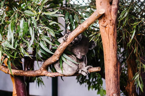 All-Inclusive Blue Mountains Day Trip With River Cruise - Surfers Paradise Gold Coast 14