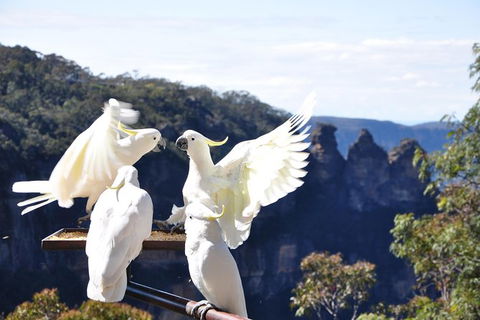 All-Inclusive Blue Mountains Tour In A Luxury Mercedes Sprinter - Surfers Paradise Gold Coast 4