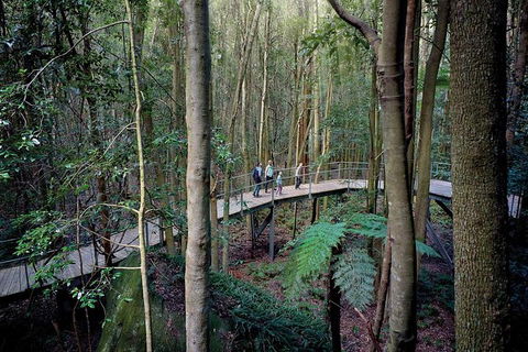 All-Inclusive Blue Mountains Tour In A Luxury Mercedes Sprinter - Surfers Paradise Gold Coast 13