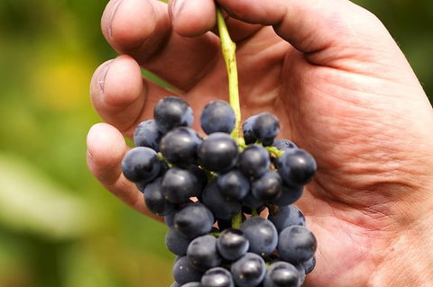 Scenic Hunter Valley Winery Tour With Boutique Wineries & Local Cheese - Surfers Paradise Gold Coast 5