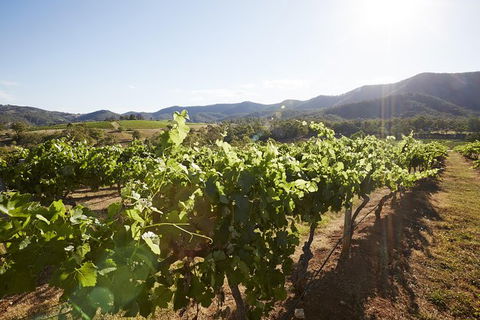 Scenic Hunter Valley Winery Tour With Boutique Wineries & Local Cheese - Surfers Paradise Gold Coast 6