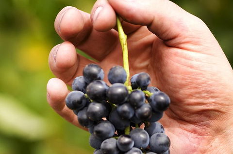 Scenic Hunter Valley Winery Tour With Boutique Wineries & Local Cheese - Surfers Paradise Gold Coast 8