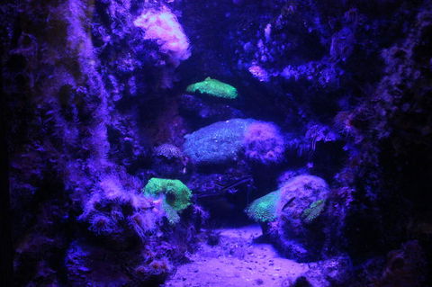 SEA LIFE Sydney Aquarium Entrance Ticket - Surfers Paradise Gold Coast 8