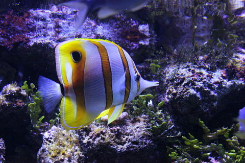 SEA LIFE Sydney Aquarium Entrance Ticket - Surfers Paradise Gold Coast 7